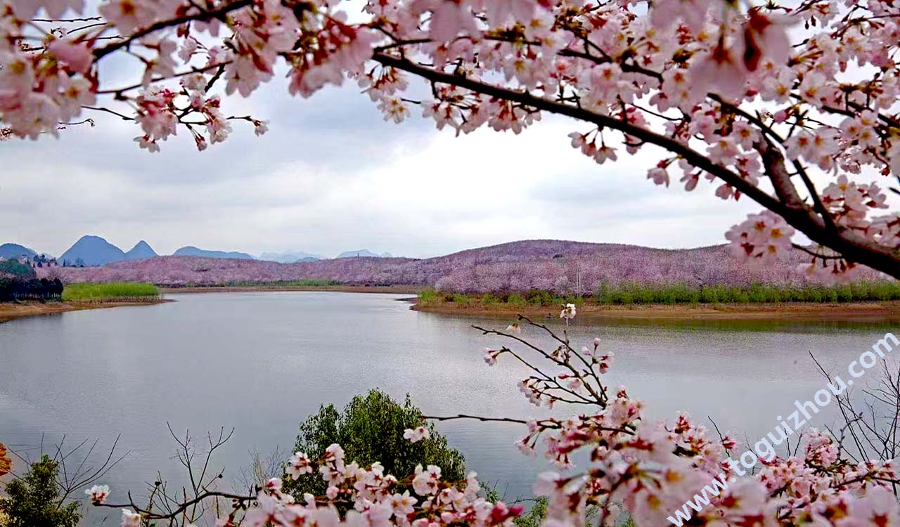 Anshun Pingba Cherry Blossom Park