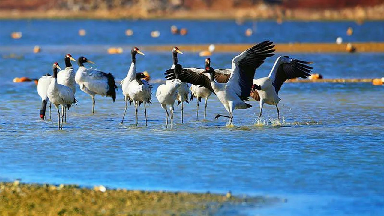 Caohai Lake Scenic Area