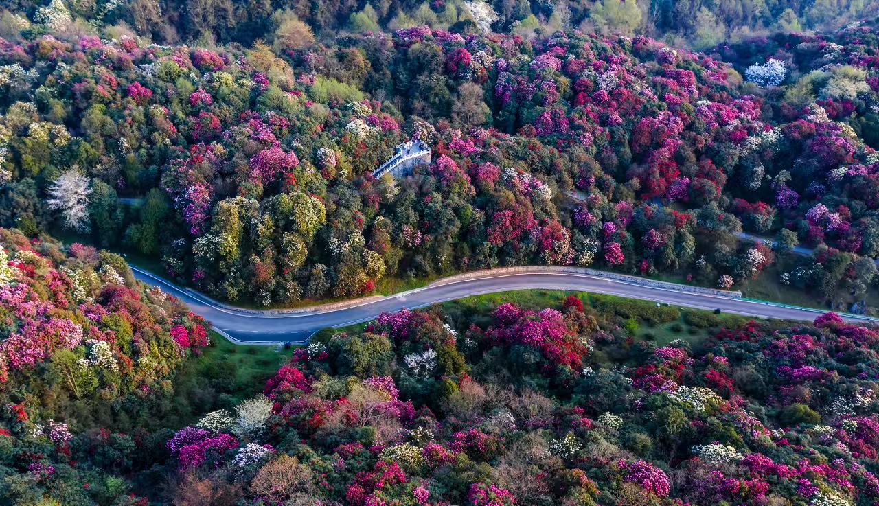 One-Hundred-Li Azalea Belt Scenic Spot